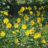 gtnp047