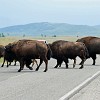 Wildlife