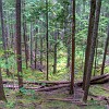 Dense forest all around. Floresta densa em nossa volta.