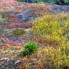 Wildflowers at Box Canyon of the Cowlitz. Flores silvestres no Canyon Garganta do Cowlitz.