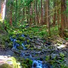 Hike to Sol Duc Falls. Caminhada para as Cataratas Sol Duc.