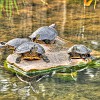 Turtle pond. Lagoinha das tartarugas.
