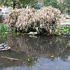 O pequeno lago das tartarugas.