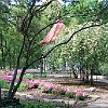 Jardim das rosas.