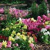 DSC 0447