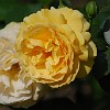 DSC 0448