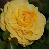 DSC 0450