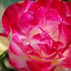 DSC 0451
