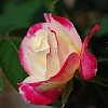 DSC 0452