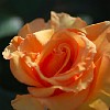 DSC 0455