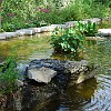 De volta ao jardim japonês.