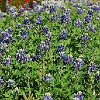 A flor oficial do Texas: Bluebonnet.