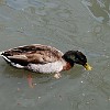DSC 0306
