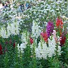 Nos jardins do Álamo.