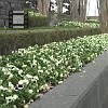 NasherSculpture