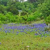 We took a drive to see the wildflowers around Willow City, near Johnson City.<br>Fizemos um passeio de carro para ver as flores silvestres na Willow City, perto de Johnson City.