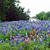 Before getting to Willow City, we stopped several times along FM 1323.<br>Até chegarmos a Willow CIty, paramos várias vezes pela estrada FM 1323.