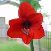 And this red lilly is on our backyard patio table.<br>E esta flor está na mesa no nosso pátio no quintal.