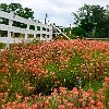 Just outside Bastrop, on FM 153, there were lots of wildflowers. Um pouco fora de Bastrop, na rodovia FM 153, havia muitas flores silvestres. : FM 153, wildflowers