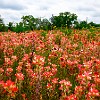 These are Indian Paintbrushes. Estas se chamam Pincéis Indígenas. : FM 153, wildflowers