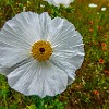 White Prickly Poppy. Prickly Poppy branca. : FM 153, wildflowers