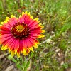 Indian Blanket. Cobertor Indígena. : FM 153, wildflowers