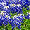 And along SH 130, the road was covered with Bluebonnets. E ao longo da rodovia estadual 130, a estrada estava coberta de Bluebonnets. : Bluebonnets, SH 130, wildflowers