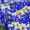 P1000756 : Bluebonnets, SH 130, wildflowers
