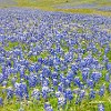 P1000759 : Bluebonnets, SH 130, wildflowers