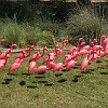 The famous pink flamingos in Bee Cave. Os famosos flamingos rosas em Bee Cave.