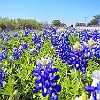 After the intersection of highways 71 and 281, it was a field of bluebonnets. Depois da interseção das rodovias 71 e 281 tudo ficou um campo de bluebonnets.