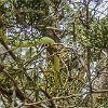 Another interesting encounter. Outro encontro interessante. : Inks Lake SP