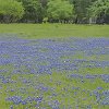 Bluebonnets. : Inks Lake SP
