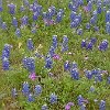 ILSP 15 P4210029 : Inks Lake SP