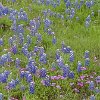 ILSP 16 P4210030 : Inks Lake SP