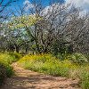 Trails were lined with wildflowers. As trilhas tinham muitas flores. : Inks Lake SP