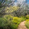 ILSP 03 DSC05676 : Inks Lake SP