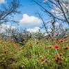 ILSP 06 DSC05680 : Inks Lake SP