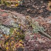 This lizard waited a long time for us to take photos. Este lagarto esperou muito tempo pra gente tirar fotos dele. : Inks Lake SP