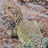ILSP 18 P1020478 : Inks Lake SP, lizard
