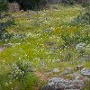 Wildflowers everywhere. Flores por todos os lados. : Inks Lake SP, camping
