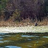 Spent the rest of the afternoon watching the ducks. Passei o resto da tarde olhando os patos.