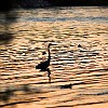 Egret at sunset. Garça ao por-do-sol.