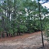 The pine views are at times reallly beautiful. As vistas dos pinheiros é muitas vezes bem bonitas.