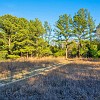Beautiful pines in Gideon Loop. Lindos pinheiros no circuito Gideon. : Lake Bastrop South Shore