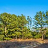 lbss 04 DSC00076 : Lake Bastrop South Shore