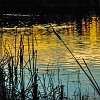 lbss 12 DSC00091 : Lake Bastrop South Shore