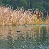 lbss 21 DSC00102 : Lake Bastrop South Shore