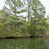 lbss 23 DSC00107 : Lake Bastrop South Shore