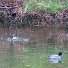 lbss 24 DSC00108 : Lake Bastrop South Shore